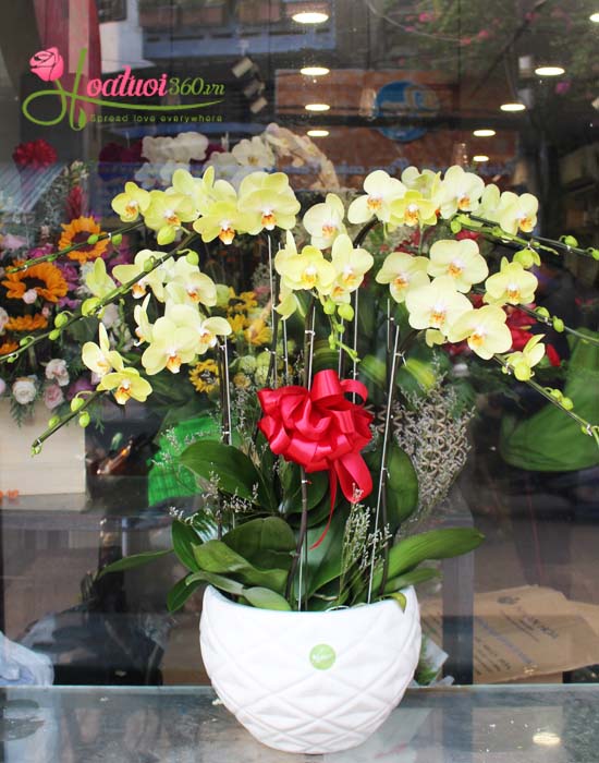  Lan hồ điệp vàng - Vẻ đẹp rực rỡ và tinh tế